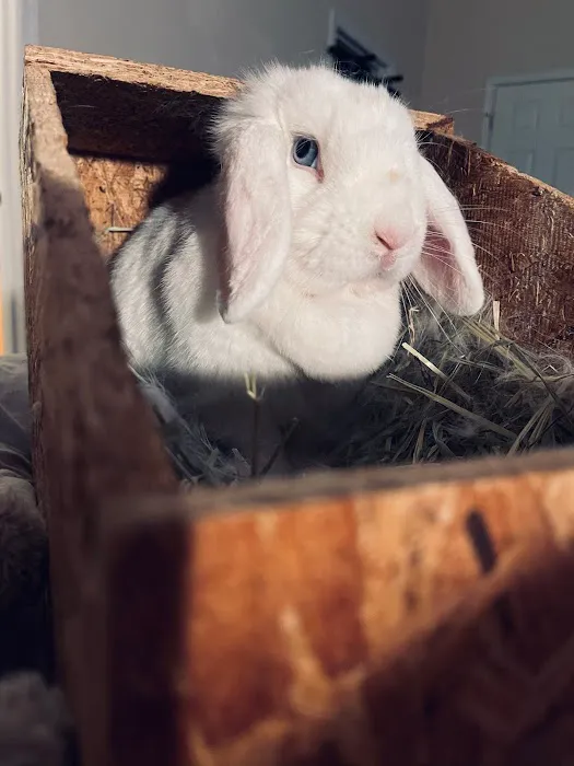 MONTEVALLO SKY'S L.L.C. PET BREEDER Picture 8