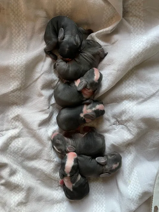 MONTEVALLO SKY'S L.L.C. PET BREEDER Picture 10