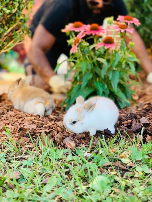 MONTEVALLO SKY'S L.L.C. PET BREEDER Picture 9