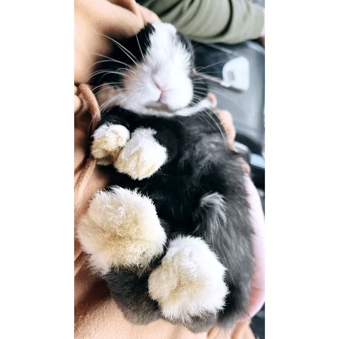 MONTEVALLO SKY'S L.L.C. PET BREEDER Picture 7