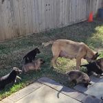 Corona Community Veterinary Hospital