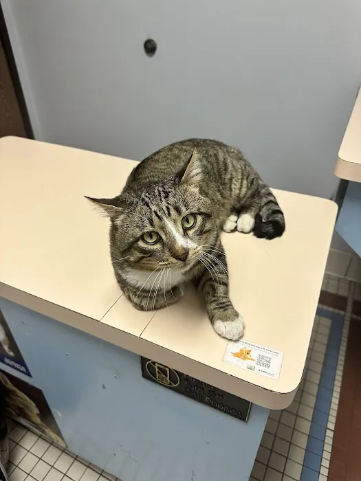 Corona Community Veterinary Hospital Picture 5