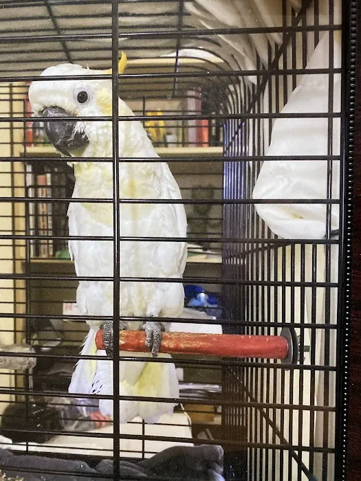 American Bird Company Picture 5