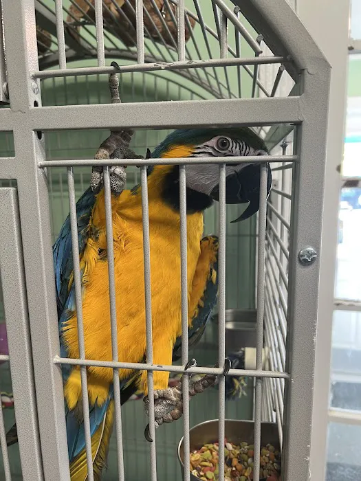 American Bird Company Picture 2