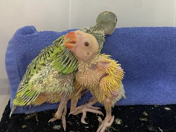 American Bird Company Picture 1