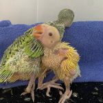 American Bird Company