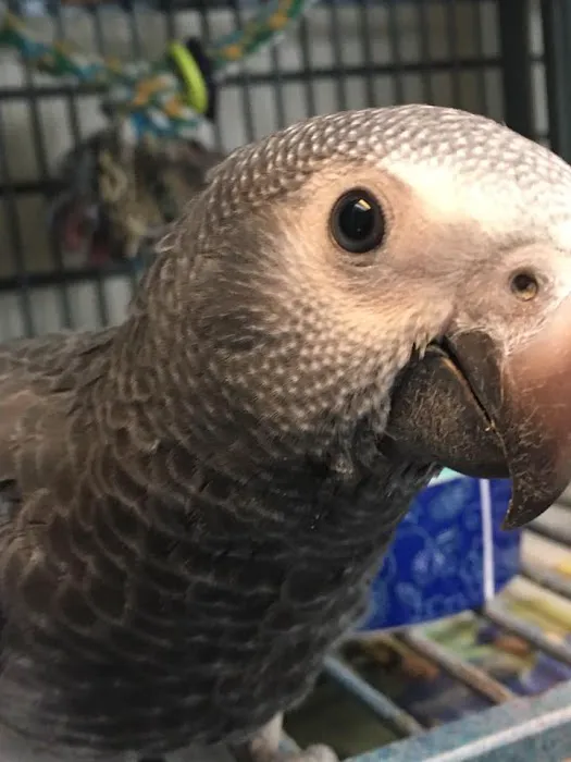 American Bird Company Picture 9