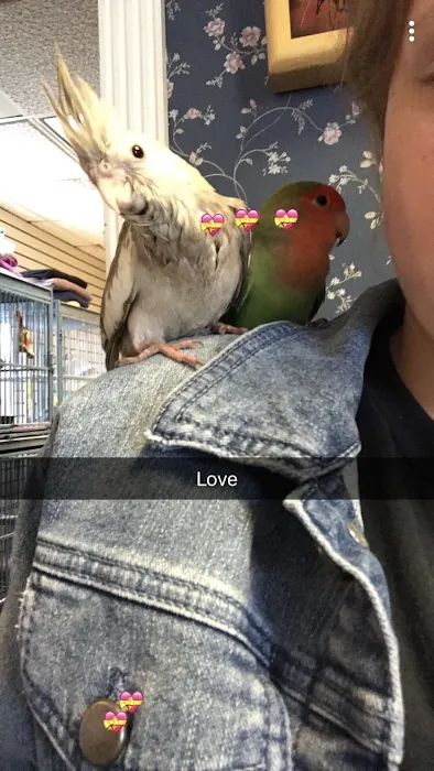 American Bird Company Picture 10