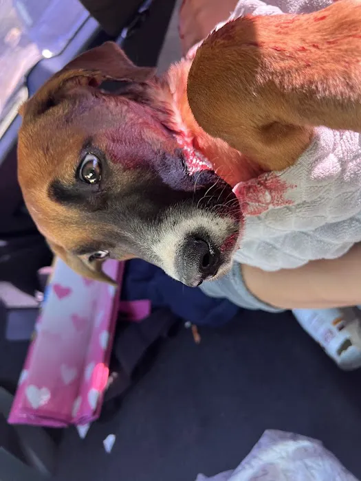 Circle City Animal Hospital Picture 6