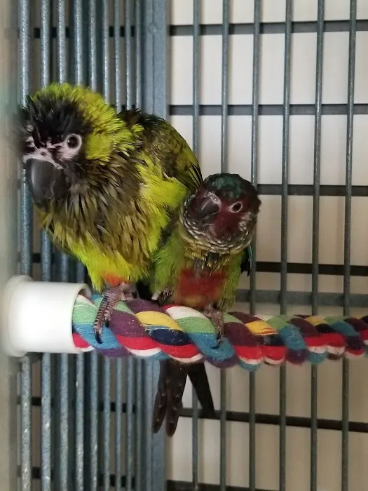 Parrots, Parrots, Parrots, just Parrots Picture 5