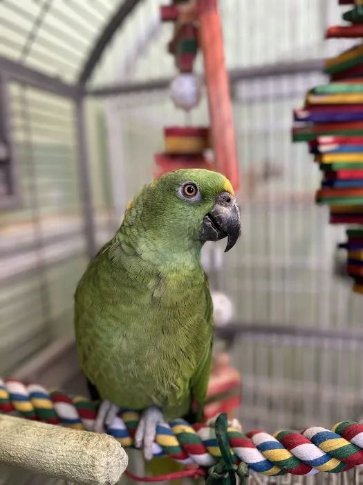 Parrots, Parrots, Parrots, just Parrots Picture 4