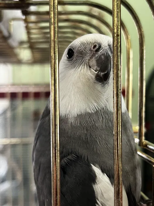 Parrots, Parrots, Parrots, just Parrots Picture 8