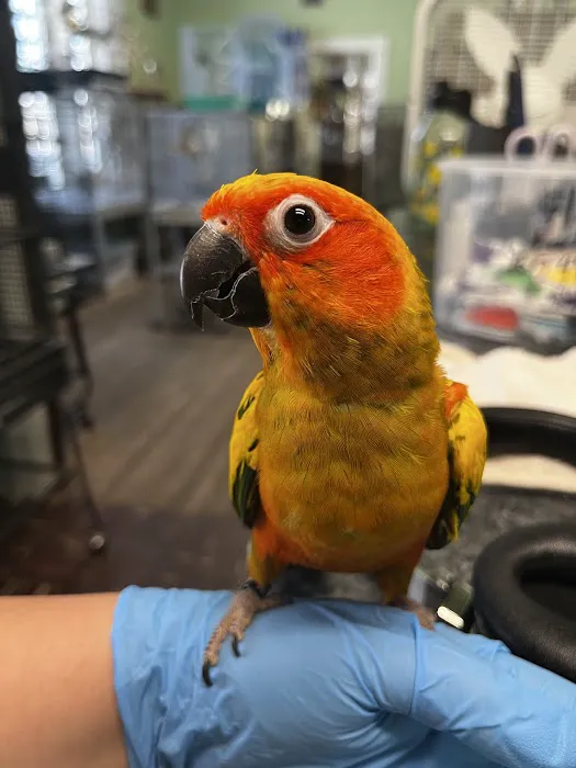 Parrots, Parrots, Parrots, just Parrots Picture 3