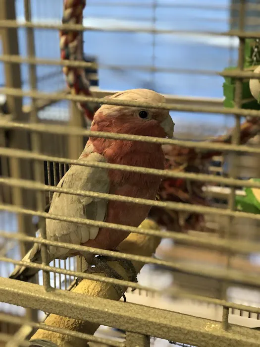 Parrots, Parrots, Parrots, just Parrots Picture 1