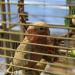 Parrots, Parrots, Parrots, just Parrots