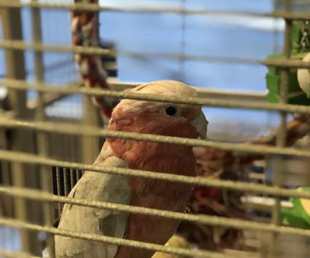 Parrots, Parrots, Parrots, just Parrots