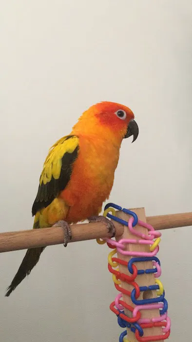 Parrots, Parrots, Parrots, just Parrots Picture 6