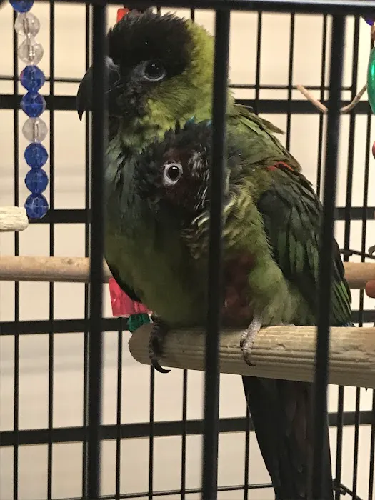 Parrots, Parrots, Parrots, just Parrots Picture 9