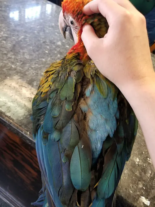 Parrots, Parrots, Parrots, just Parrots Picture 10