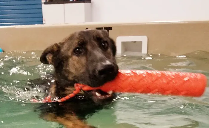 Aquatic Paws Picture 5