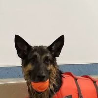 Aquatic Paws ico