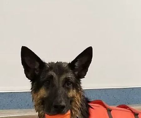 Aquatic Paws