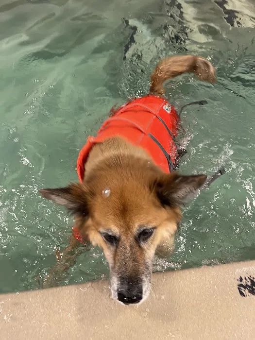 Aquatic Paws Picture 6