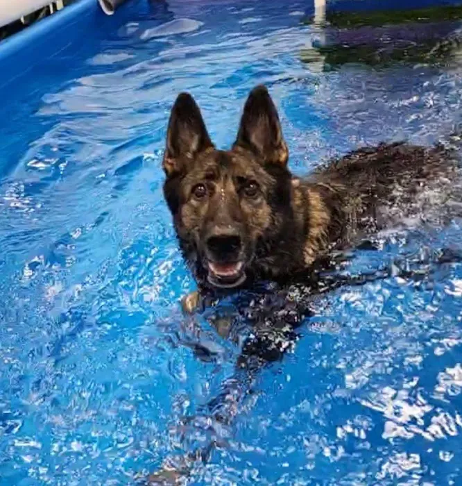Aquatic Paws Picture 8