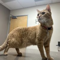 Rialto Cat Hospital ico