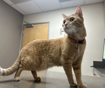 Rialto Cat Hospital