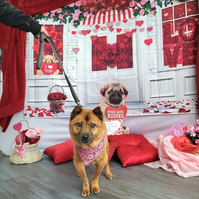 Chico's Natural Pet Market Picture 9