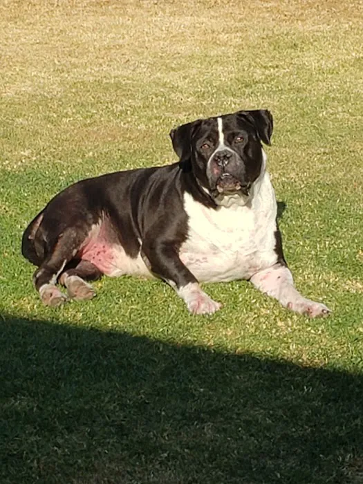 Valley Animal Hospital Picture 4