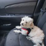 Valley Animal Hospital