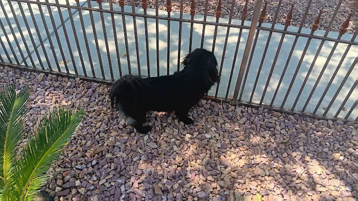 Community Animal Hospital: Ahi K S DVM Picture 4