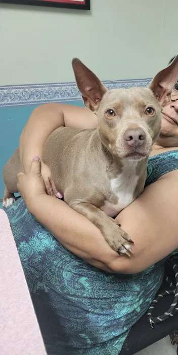 Community Animal Hospital Picture 8