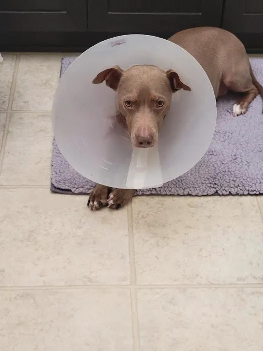 Community Animal Hospital Picture 9