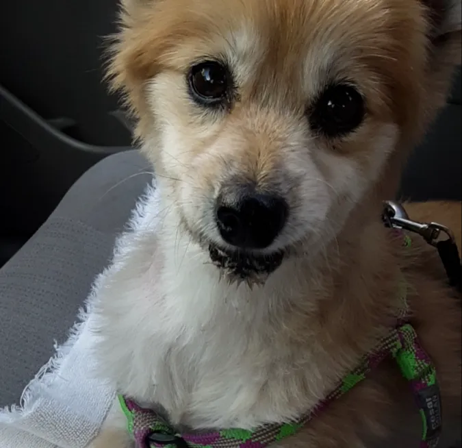 Community Animal Hospital Picture 6