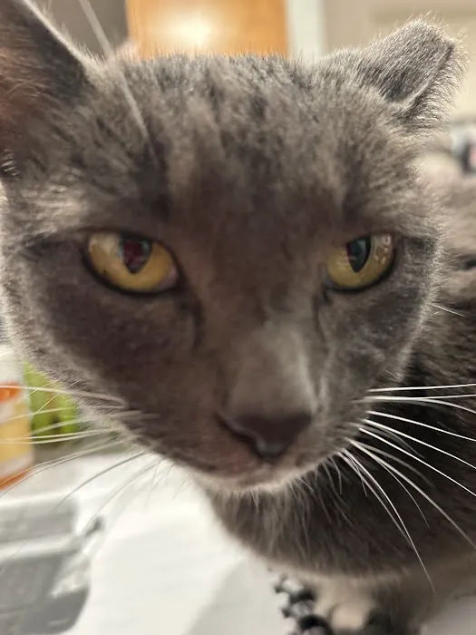 Community Animal Hospital Picture 4