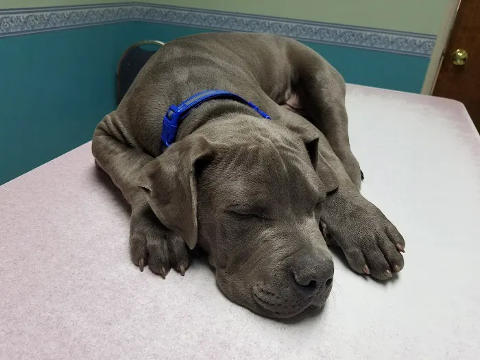 Community Animal Hospital Picture 7