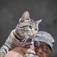Community Animal Hospital ico
