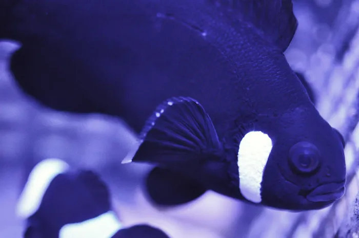 Reef eScape Picture 10