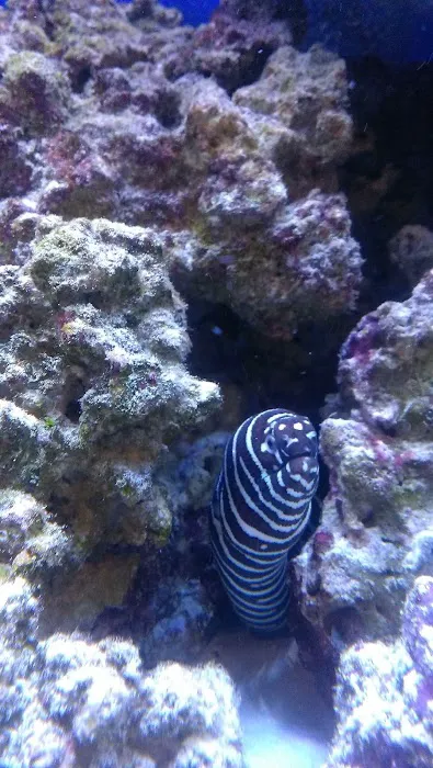 Reef eScape Picture 5
