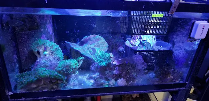 Reef eScape Picture 3