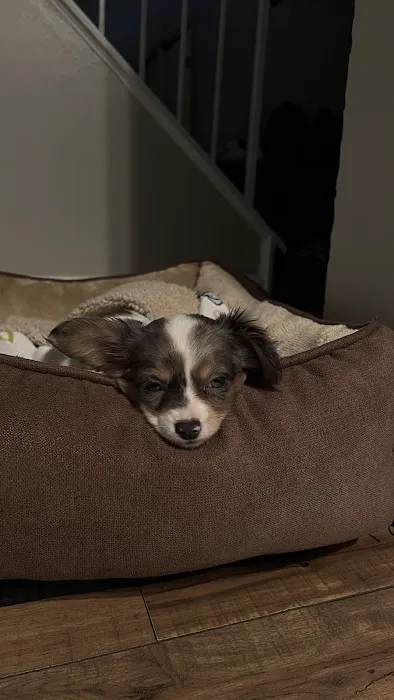 SuperStar Puppies Picture 5
