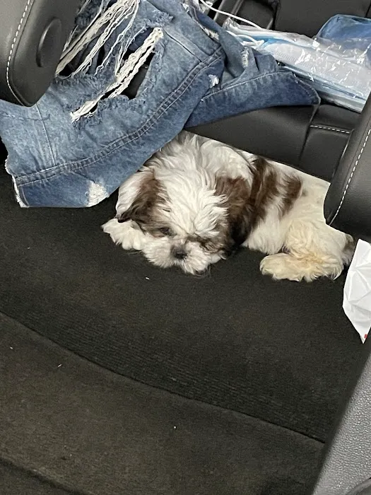 SuperStar Puppies Picture 3