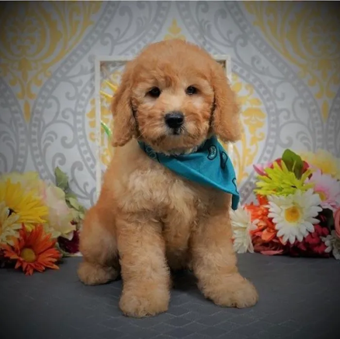 SuperStar Puppies Picture 10