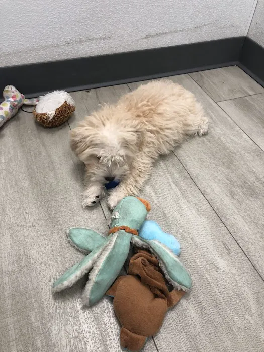 SuperStar Puppies Picture 1
