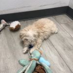 SuperStar Puppies