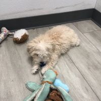 SuperStar Puppies ico