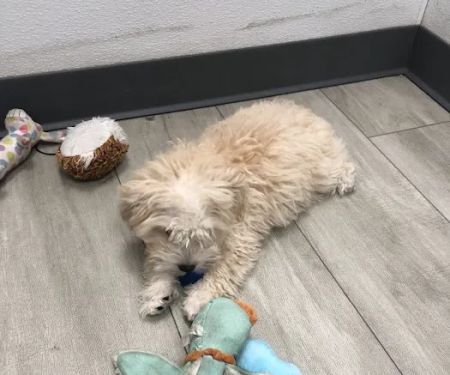 SuperStar Puppies